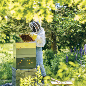 god save the queen how urban beekeeping could help the honeybee