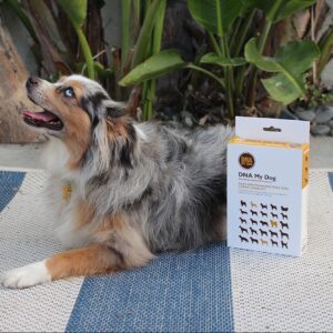 become a better dog owner with this doggy dna test