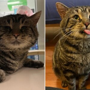 a couple drove 2 hours to adopt a depressed cat named fishtopher after a tweet about him went viral now they want to use his popularity to help other shelter pets