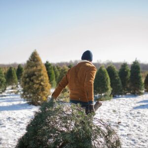 inflations coming for your christmas heres how much more your tree will cost this year