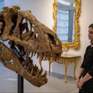 rare t rex skull discovered in south dakota is expected to fetch staggering amount at auction