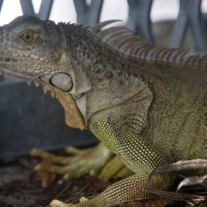 iguana my electricity back a trespassing lizard shuts down a florida city