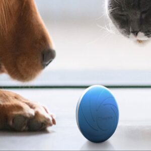 this 35 interactive dog toy could bring some new customers to your business