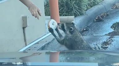 raccoon adorably orders a donut from dunkin drive thru little gentleman